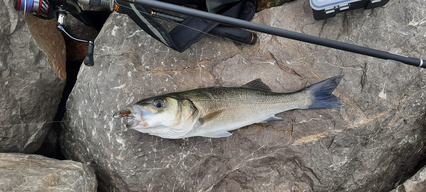 Dicentrarchus labrax